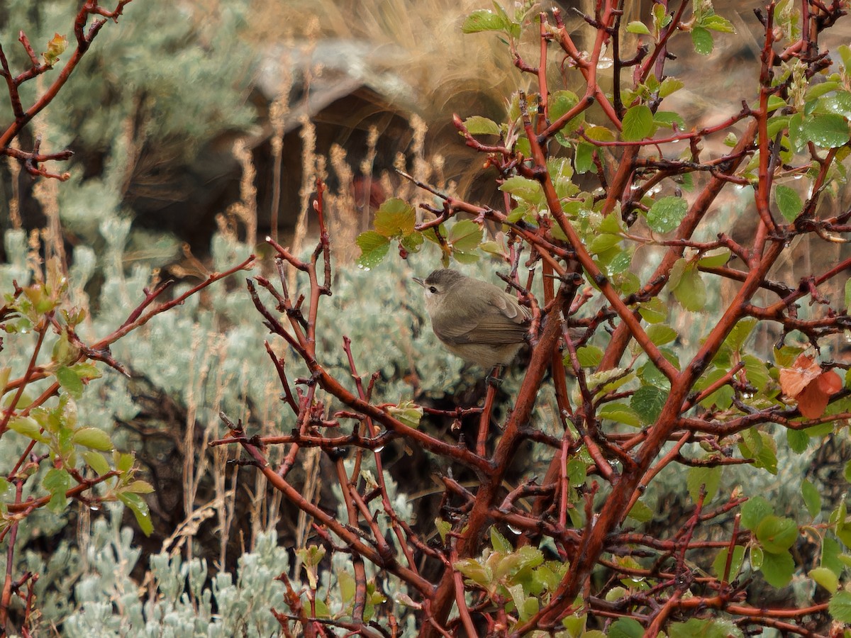 Warbling Vireo - Matthew Swoveland