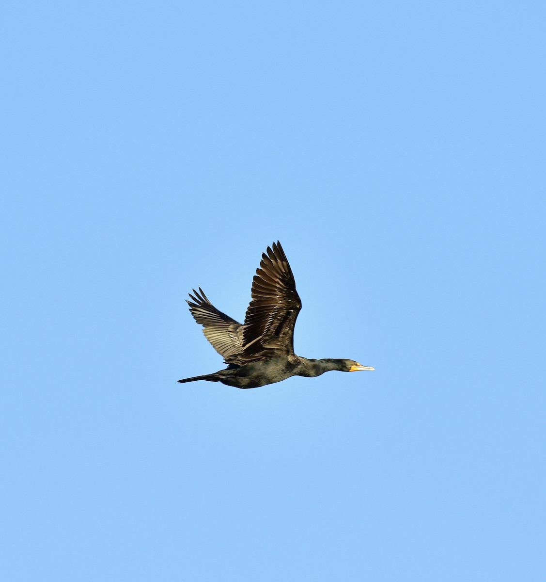 Double-crested Cormorant - Gary Warner