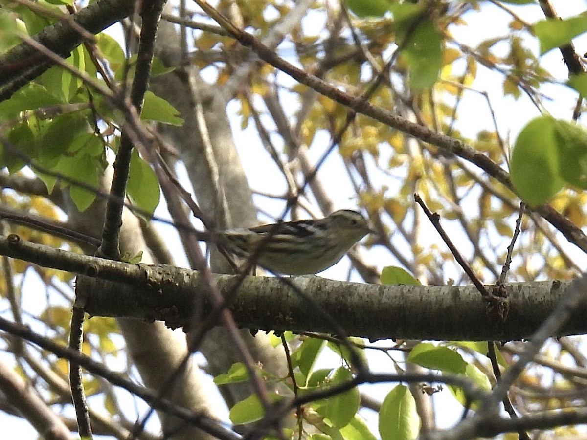 Black-and-white Warbler - Brad Smith