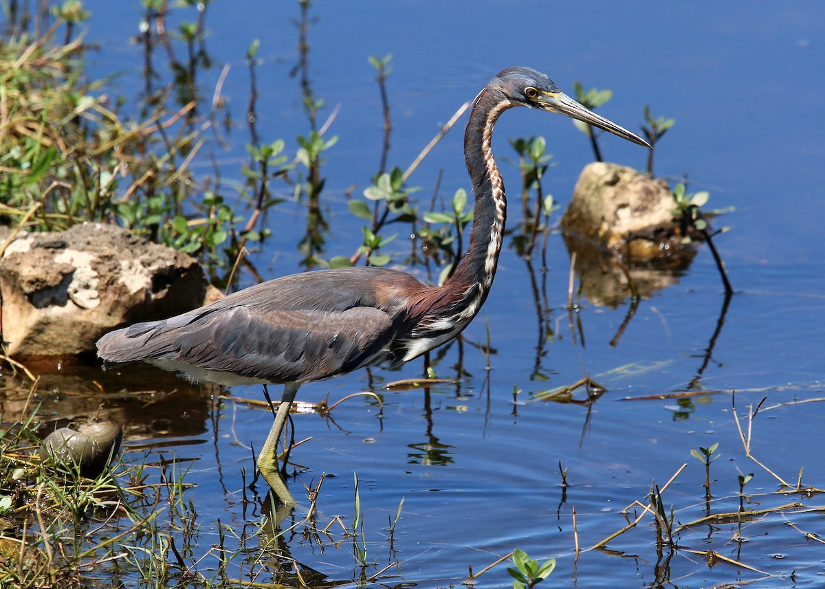 Tricolored Heron - ML619418728