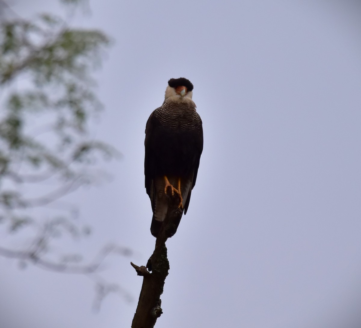 Crested Caracara (Southern) - Pia Minestroni