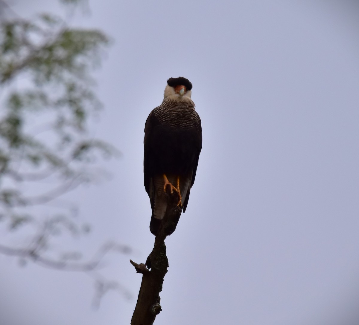 Caracara huppé (plancus) - ML619418733