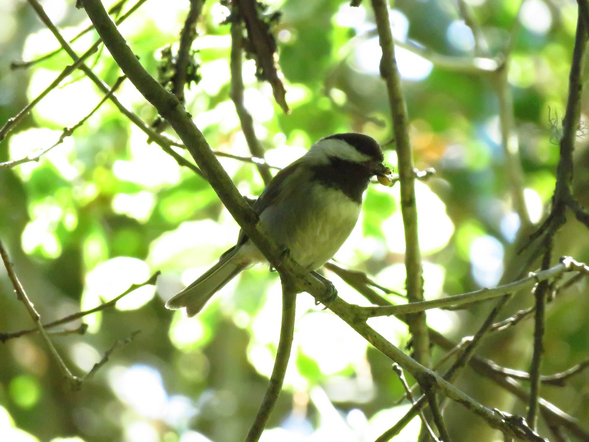 Chestnut-backed Chickadee - Lisa Larson