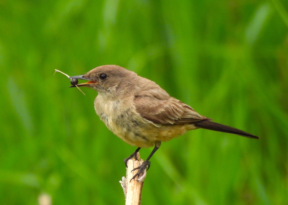 Say's Phoebe - Ted Floyd