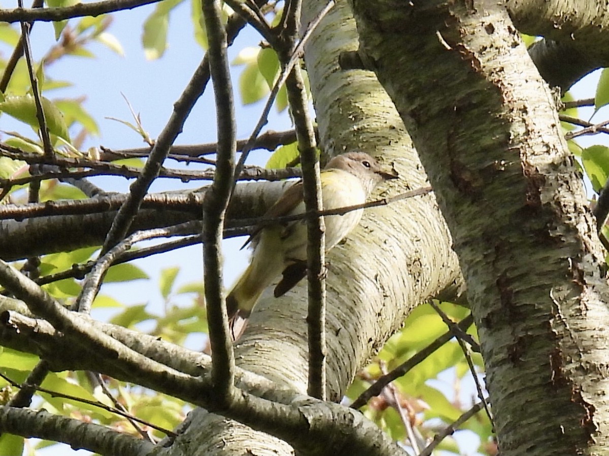 American Redstart - Brad Smith