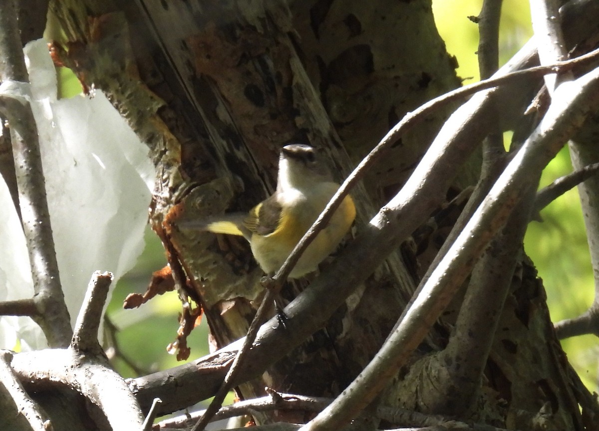 American Redstart - Brad Smith