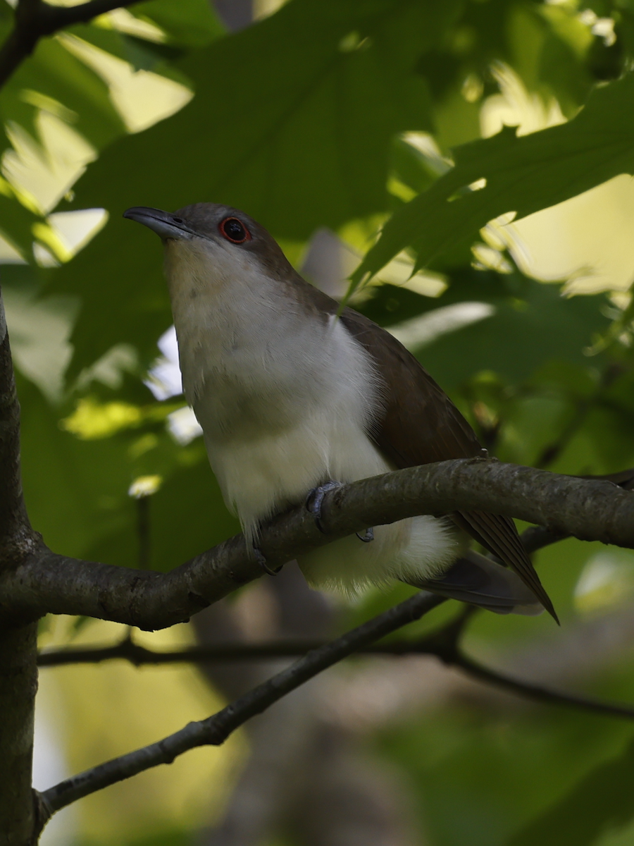 Black-billed Cuckoo - ML619418758