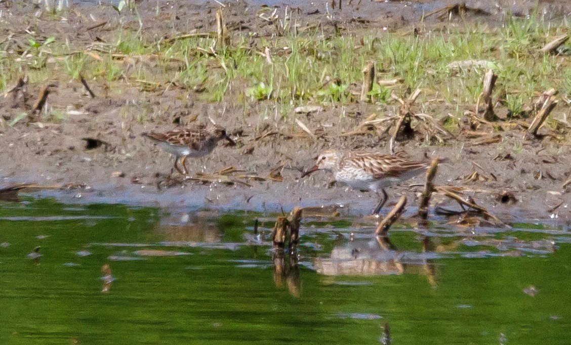 White-rumped Sandpiper - ML619418759