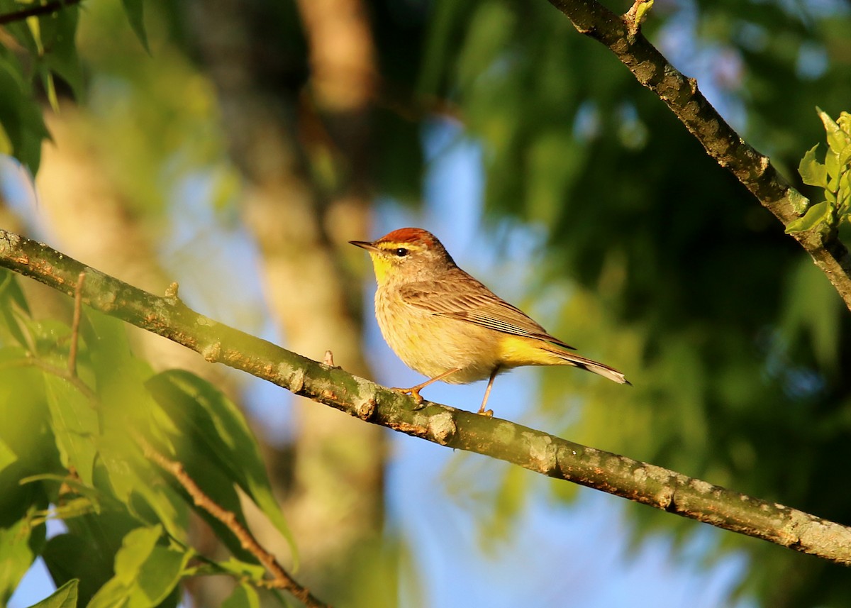 Palm Warbler - ML619418766