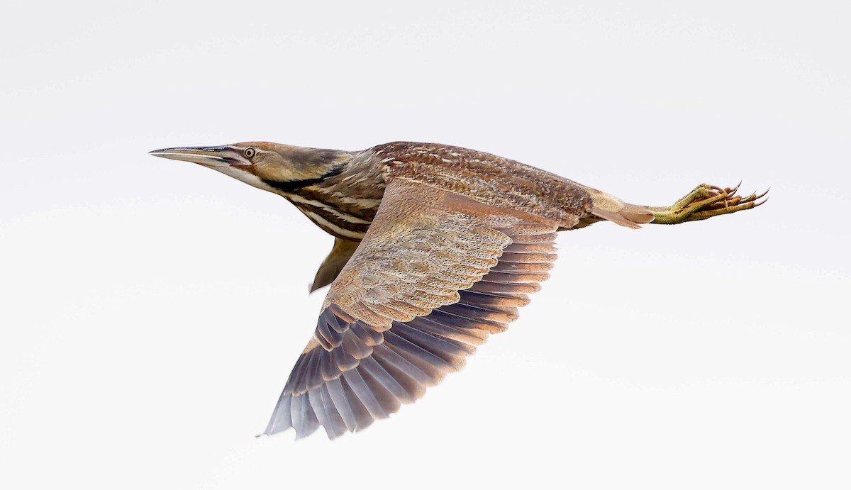 American Bittern - ML619418768