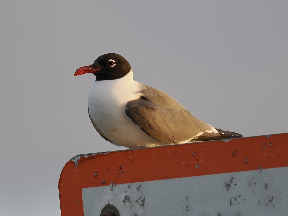 Laughing Gull - Robert Rackliffe