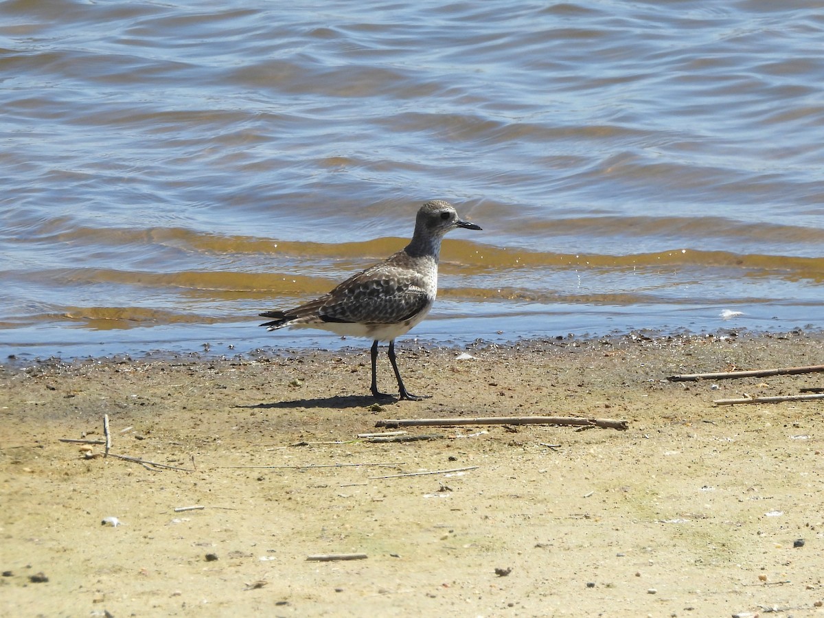 Black-bellied Plover - Tracee Fugate