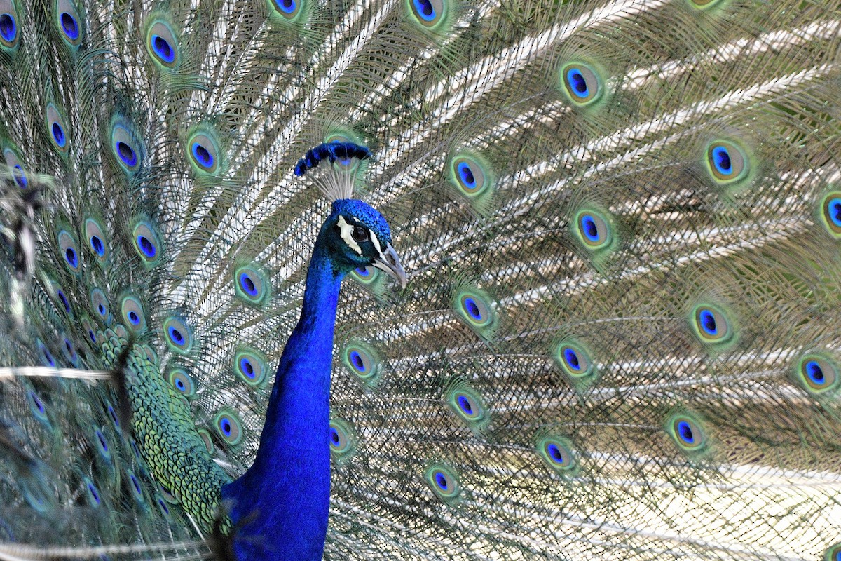 Indian Peafowl - JoAnna Clayton