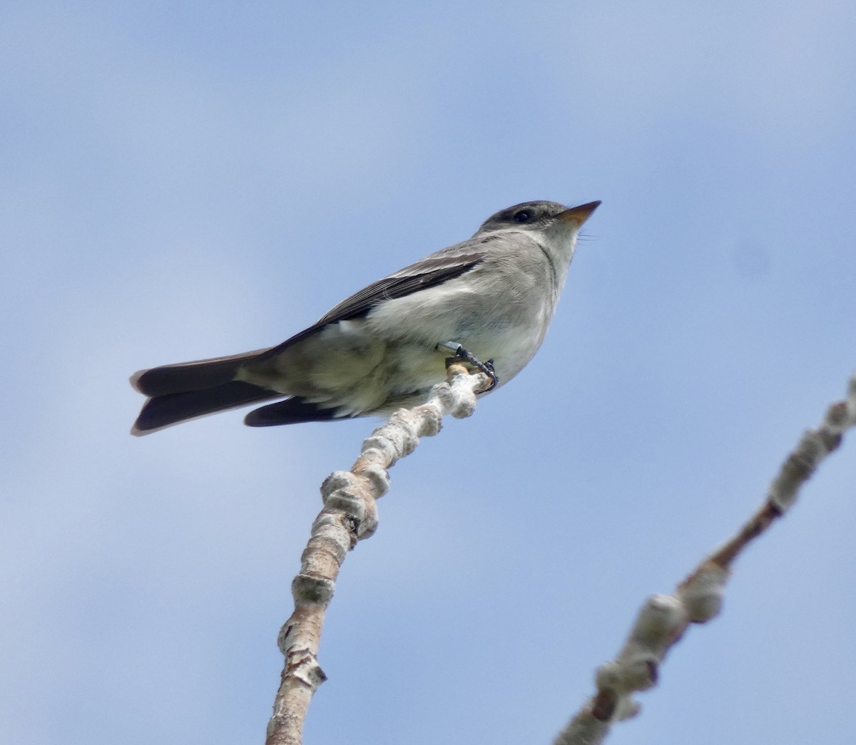 Western Wood-Pewee - Cynthia Madsen