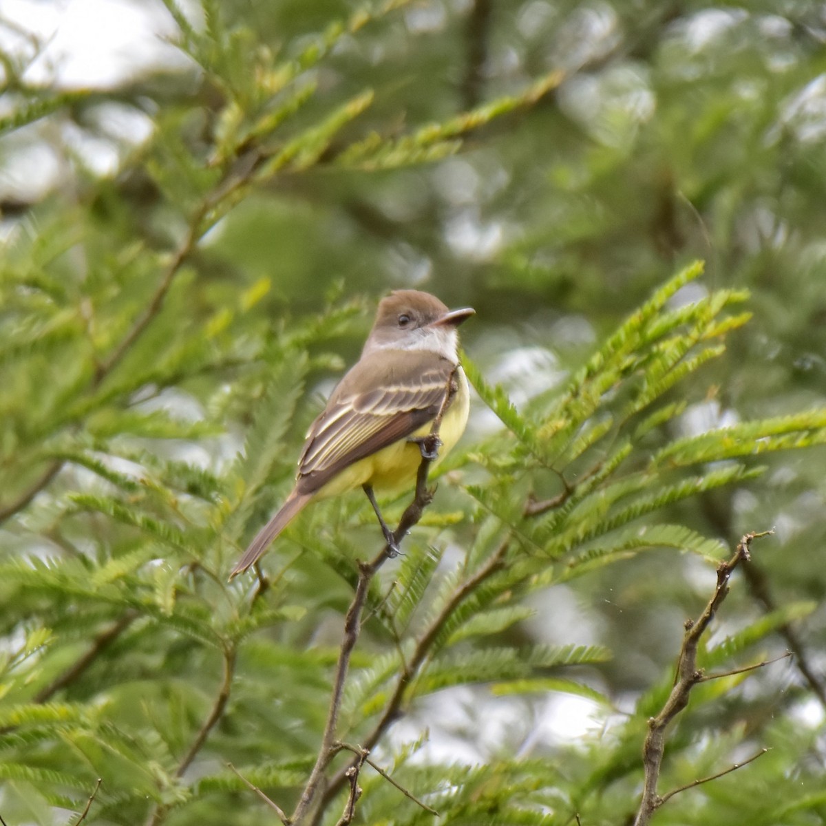 Brown-crested Flycatcher - Pia Minestroni