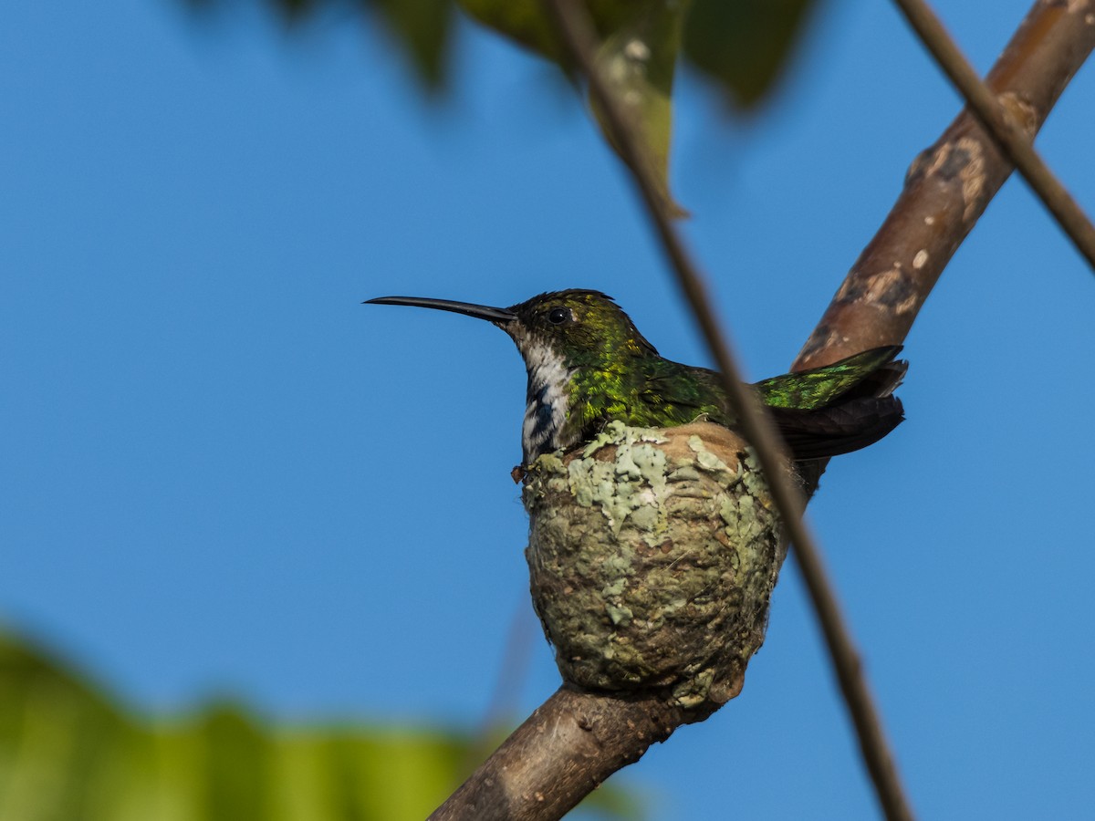 Black-throated Mango - OMAR JAVIER LÓPEZ GÓMEZ