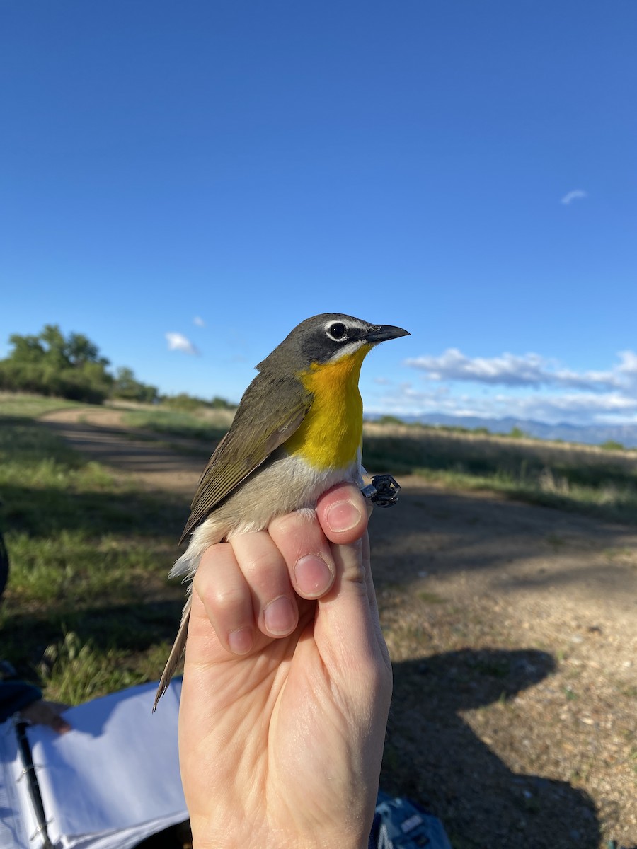 Yellow-breasted Chat - ML619418802