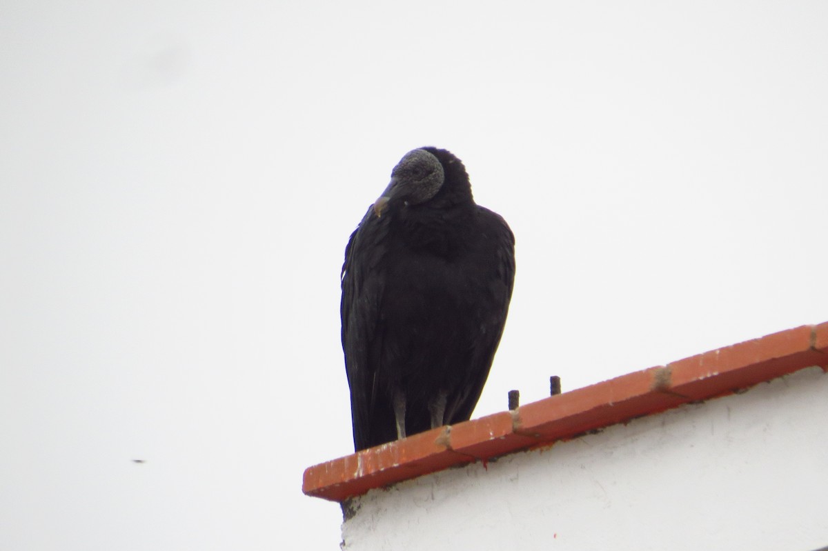 Black Vulture - Gary Prescott