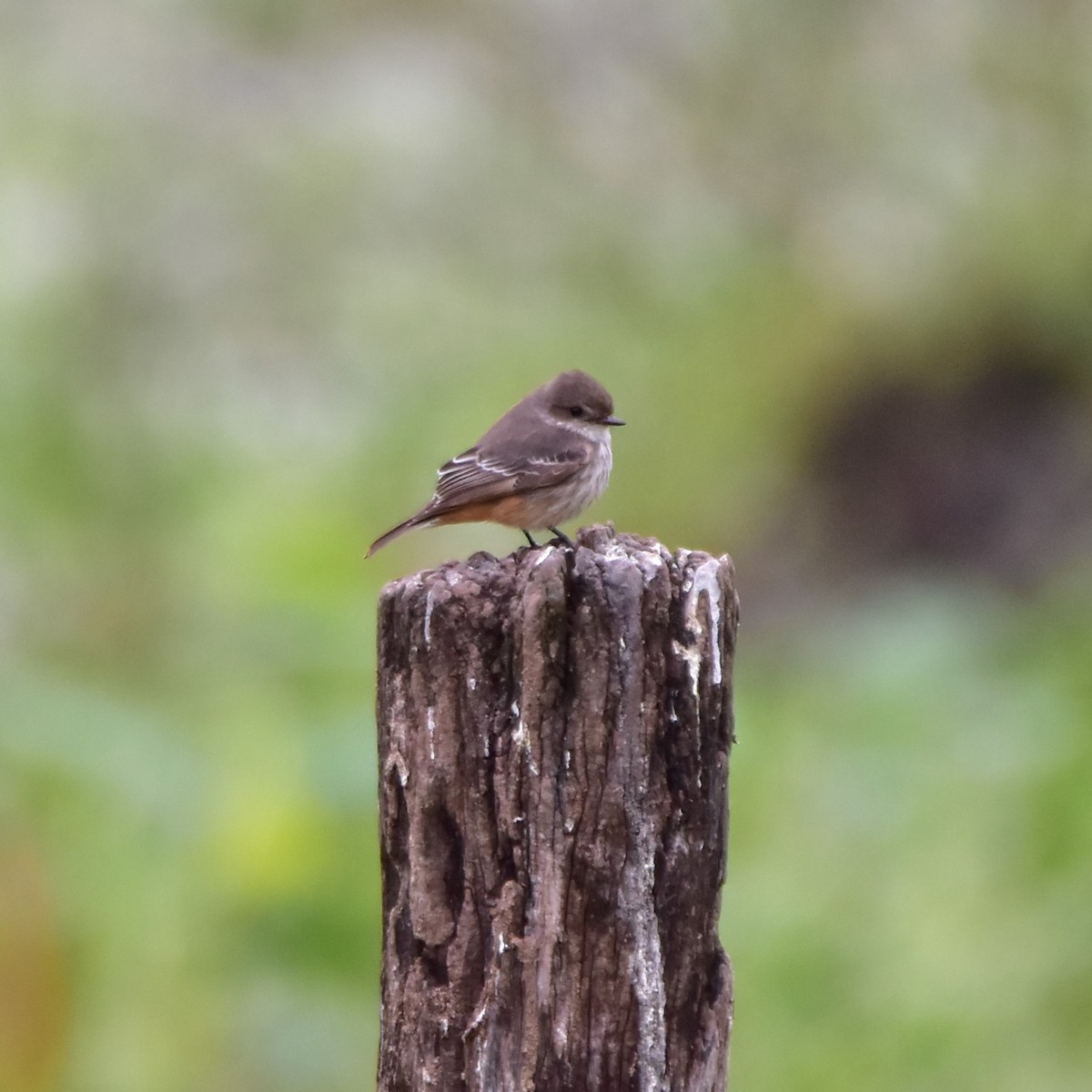 Vermilion Flycatcher - Pia Minestroni