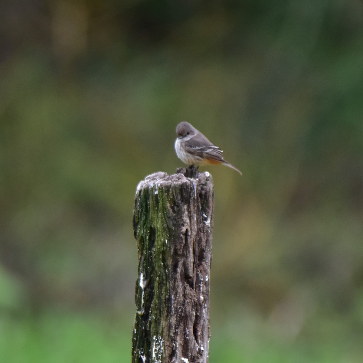 Vermilion Flycatcher - Pia Minestroni