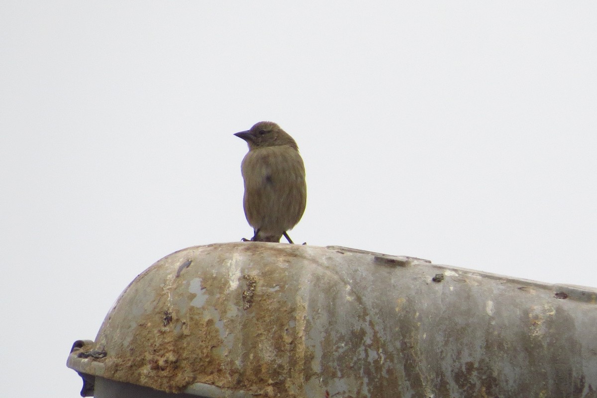 Scrub Blackbird - Gary Prescott