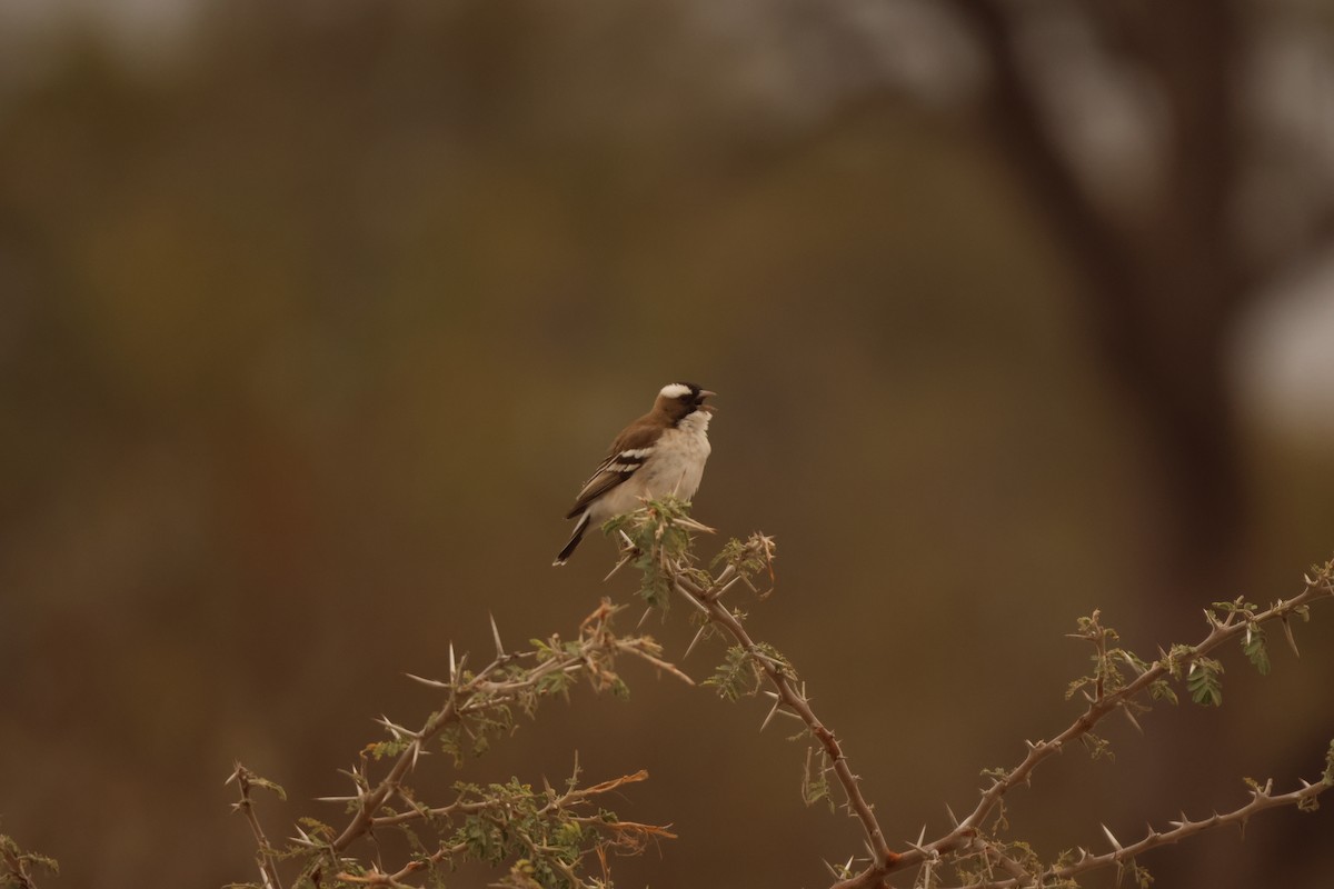 White-browed Sparrow-Weaver - Ada Alden