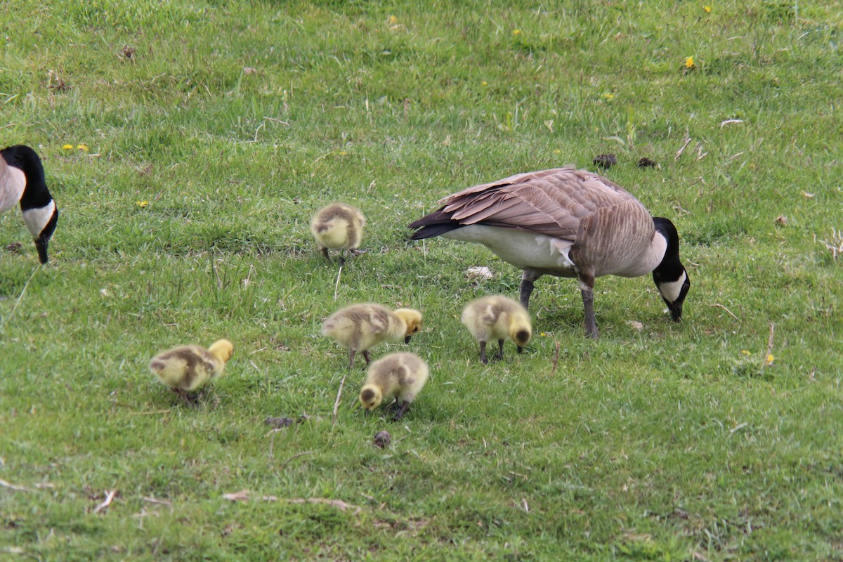 Canada Goose - Sierra Fleischmann