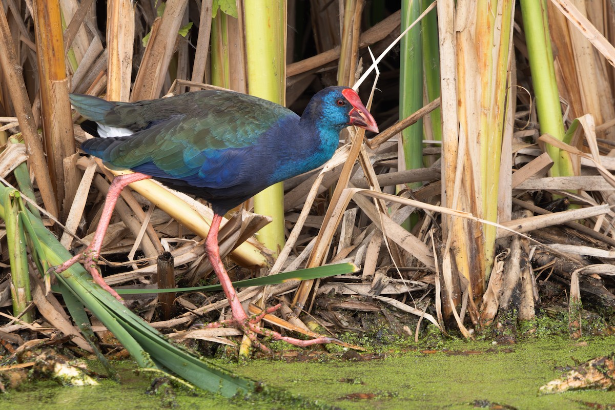 African Swamphen - Walter Beyleveldt