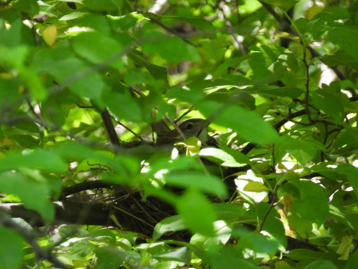 Wood Thrush - Rich Ziegler