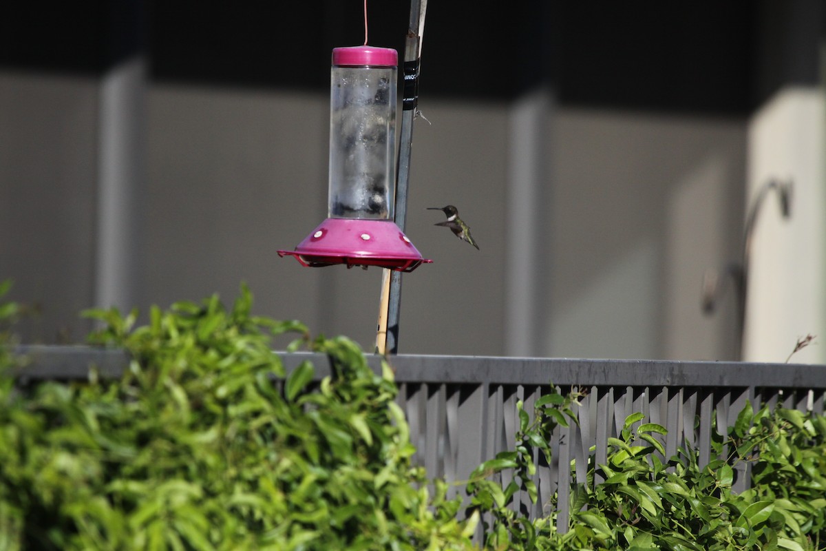 Black-chinned Hummingbird - Guy David