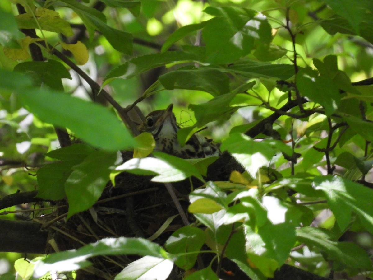 Wood Thrush - Rich Ziegler