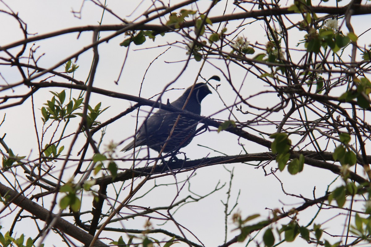 California Quail - Sierra Fleischmann