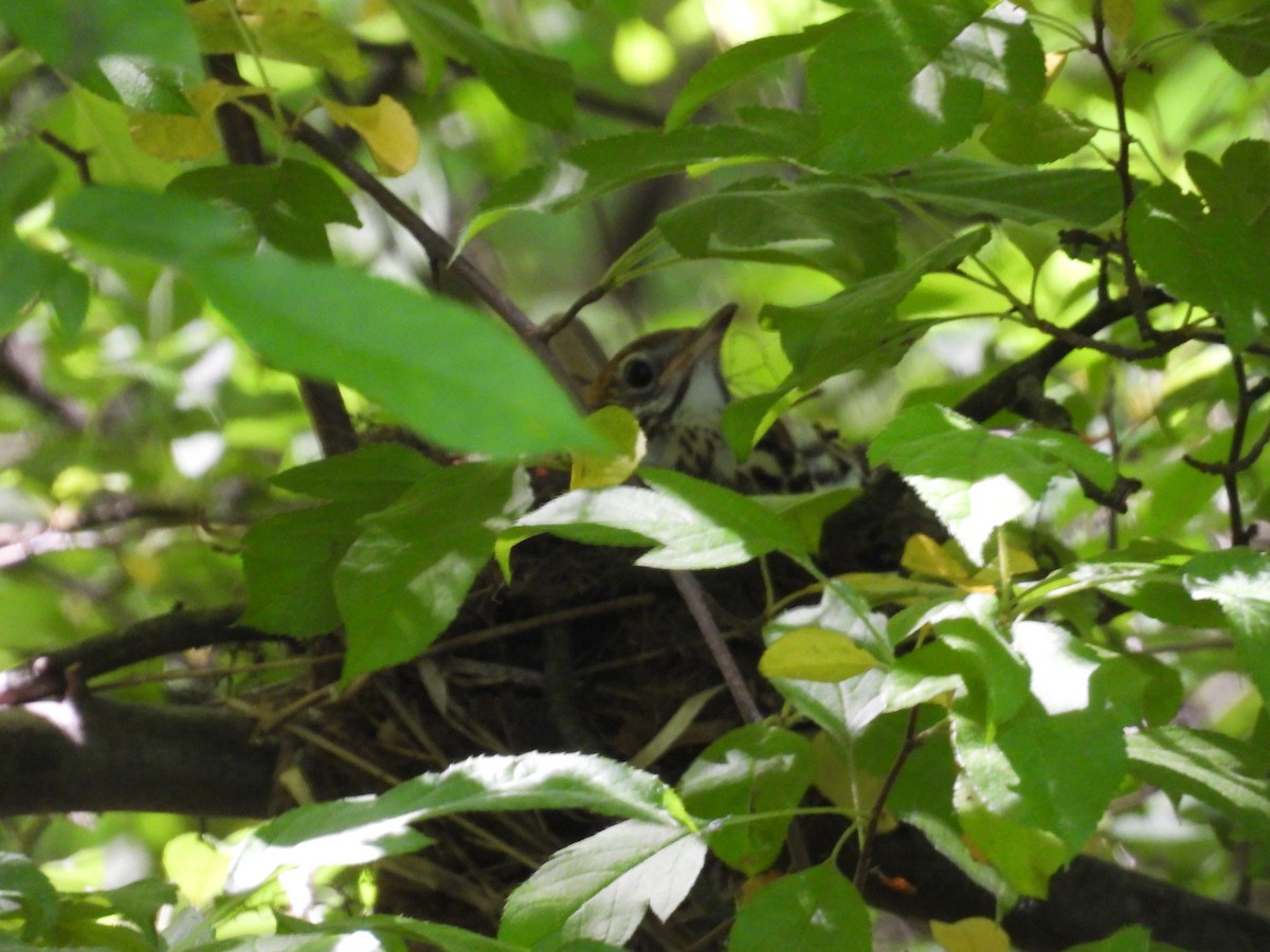 Wood Thrush - Rich Ziegler