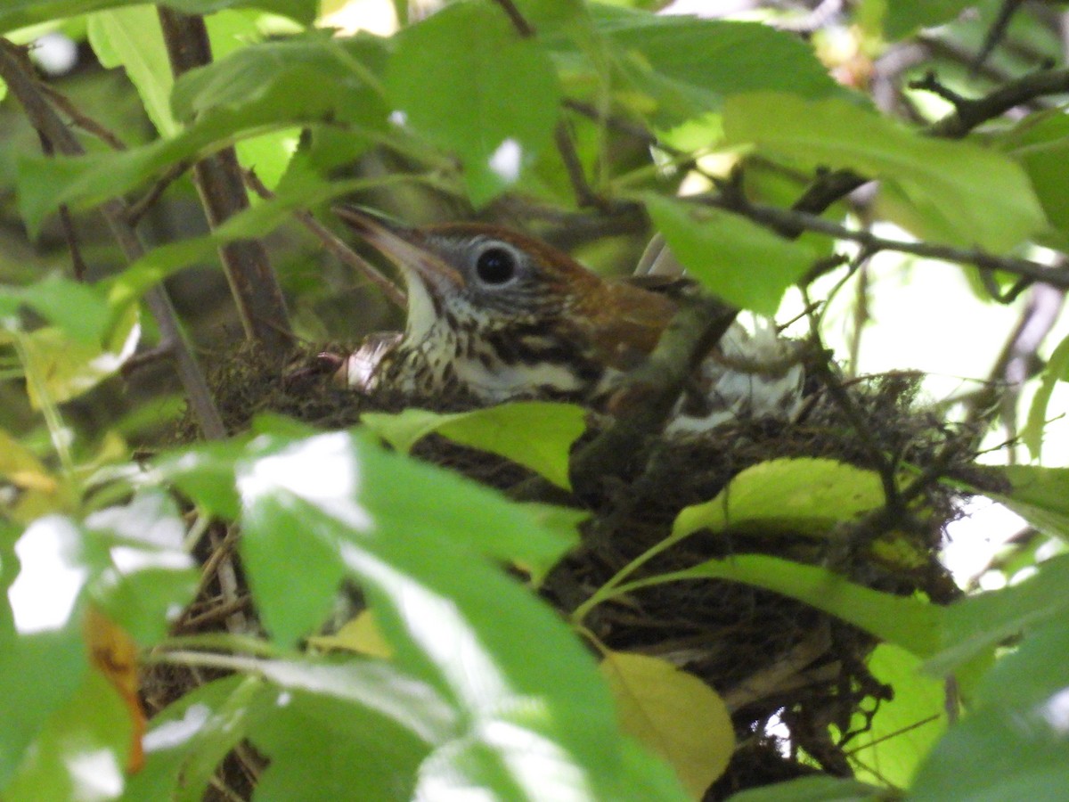 Wood Thrush - Rich Ziegler