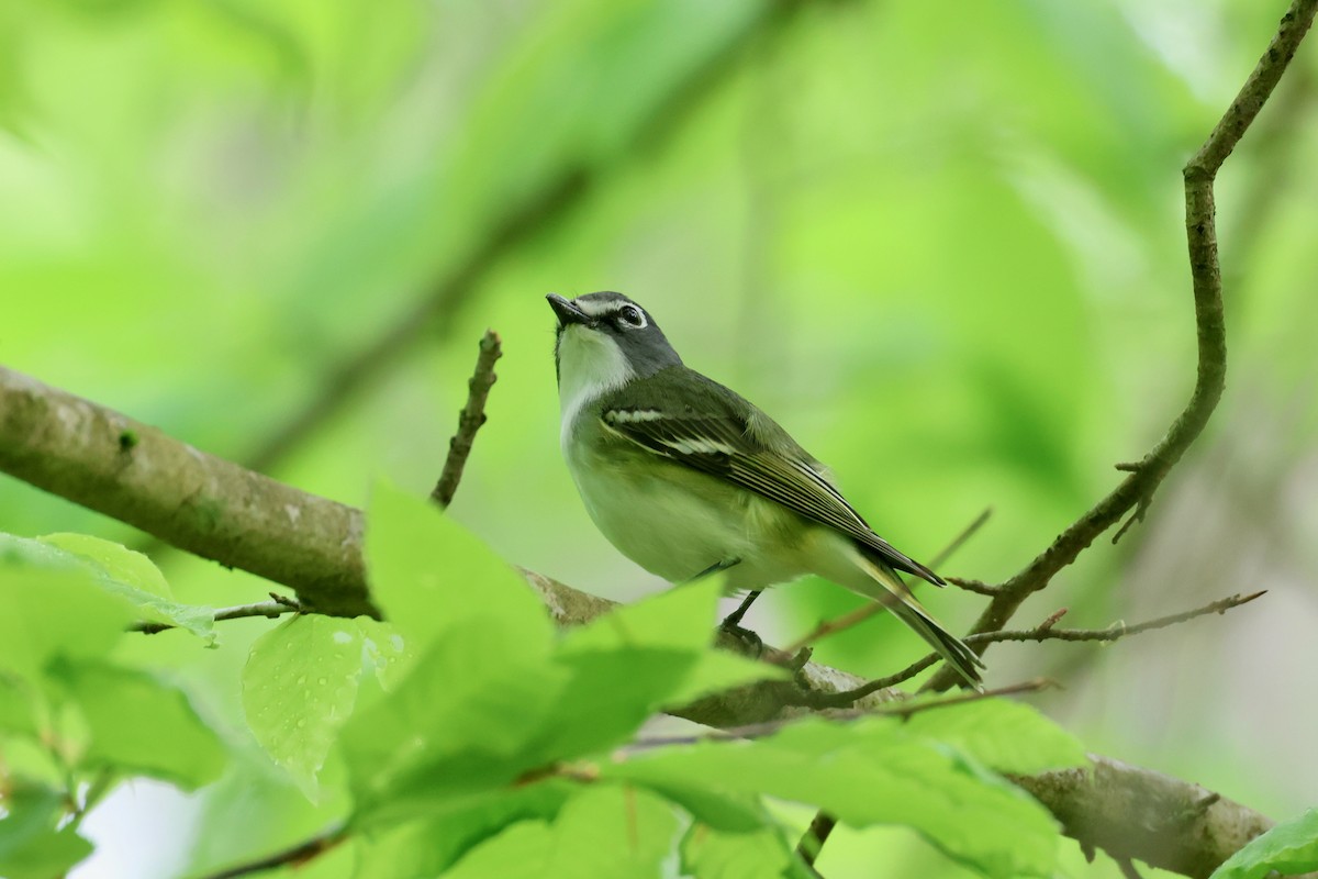 Blue-headed Vireo - Paul Gorday