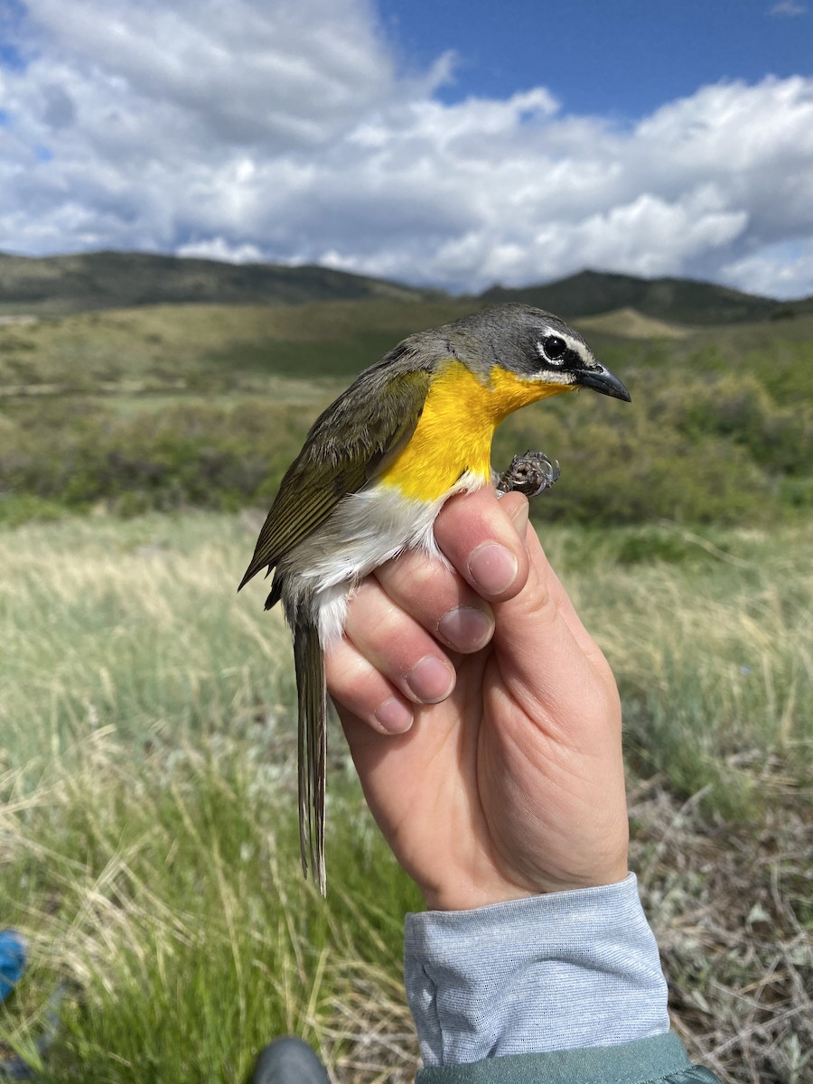 Yellow-breasted Chat - Johanna Beam