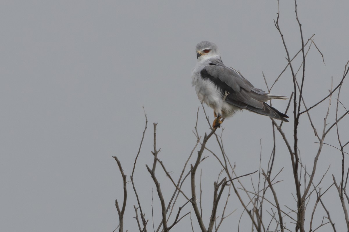 Black-winged Kite - Walter Beyleveldt