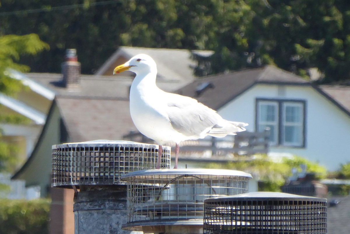 Glaucous-winged Gull - Lane Epps