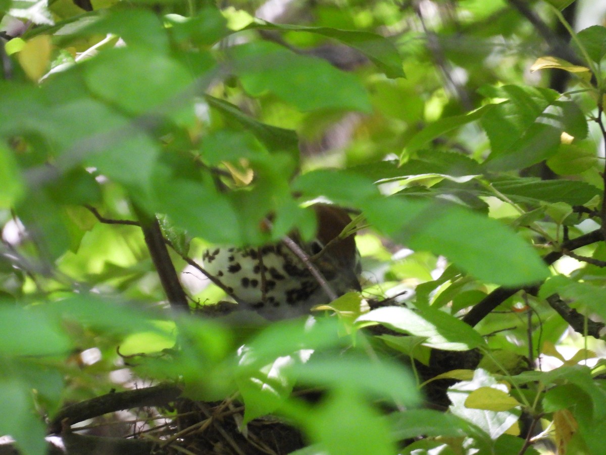 Wood Thrush - Rich Ziegler