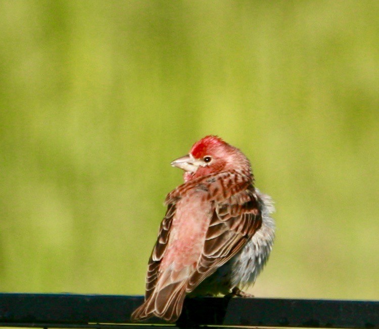 Cassin's Finch - Renee Coon