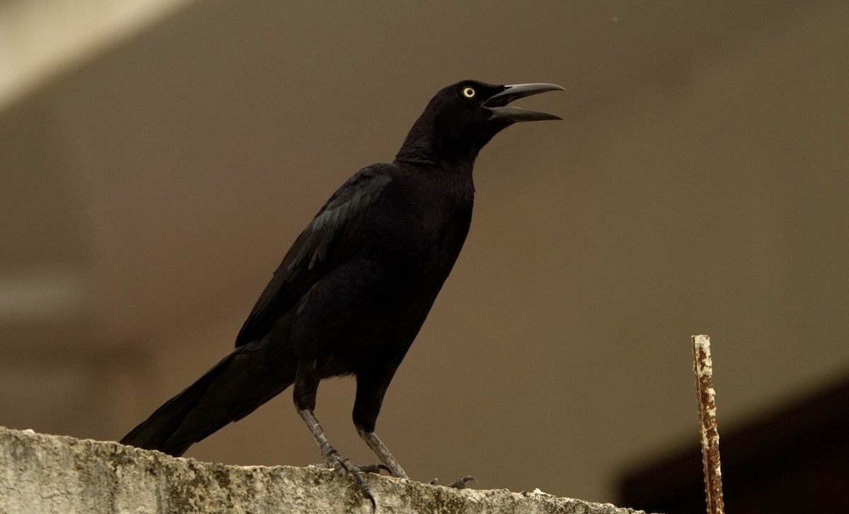 Great-tailed Grackle - ML619418883