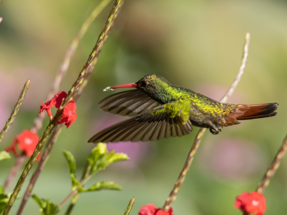 Rufous-tailed Hummingbird - ML619418892