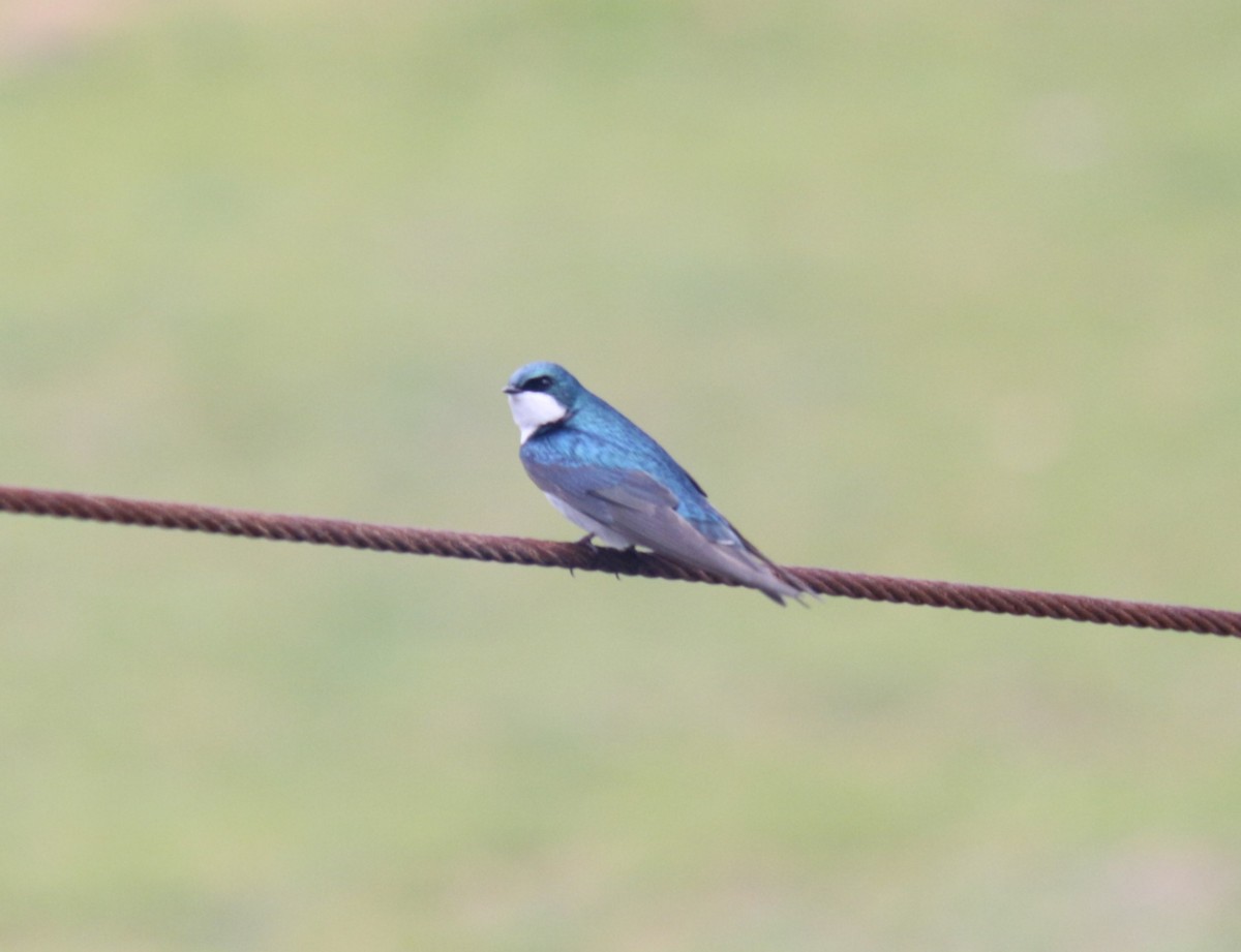 Tree Swallow - Sierra Fleischmann