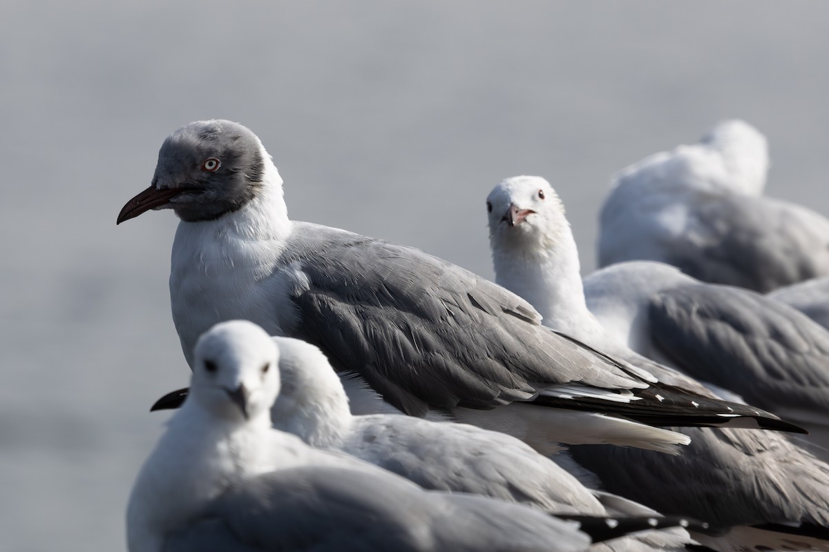 Gray-hooded Gull - ML619418896