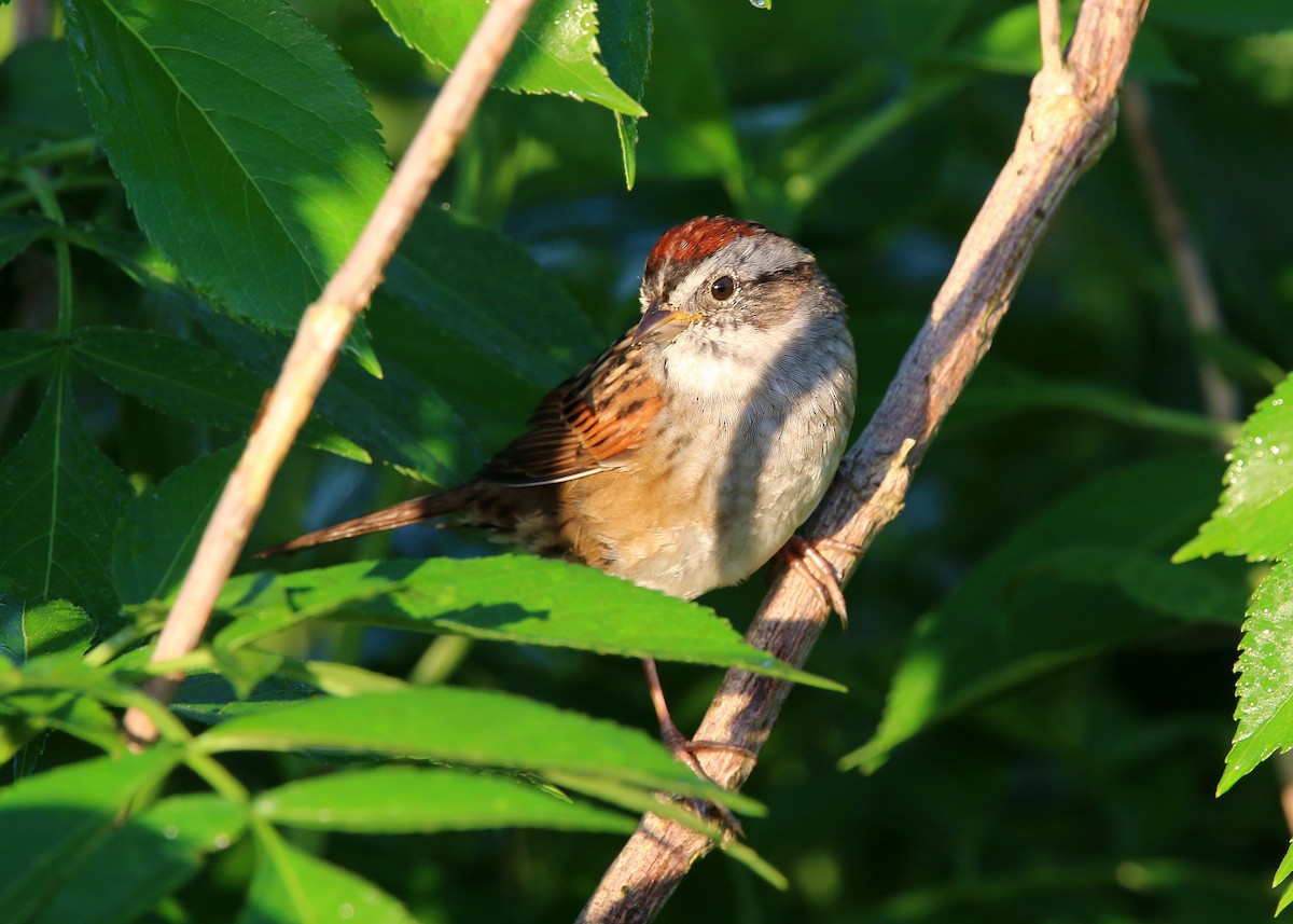 Swamp Sparrow - ML619418898