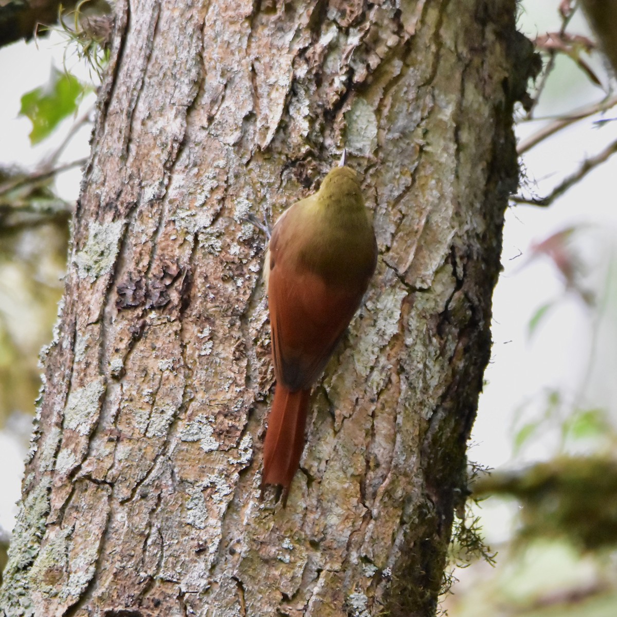 Olivaceous Woodcreeper - Pia Minestroni