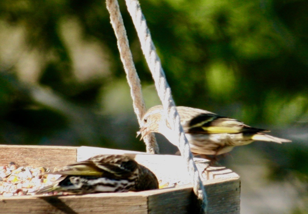 Pine Siskin - Renee Coon