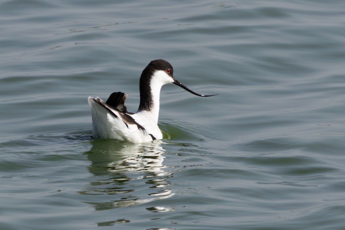 Pied Avocet - Walter Beyleveldt