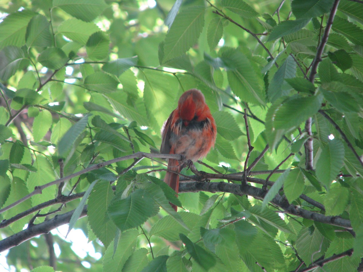 Northern Cardinal - Theramansi Lion