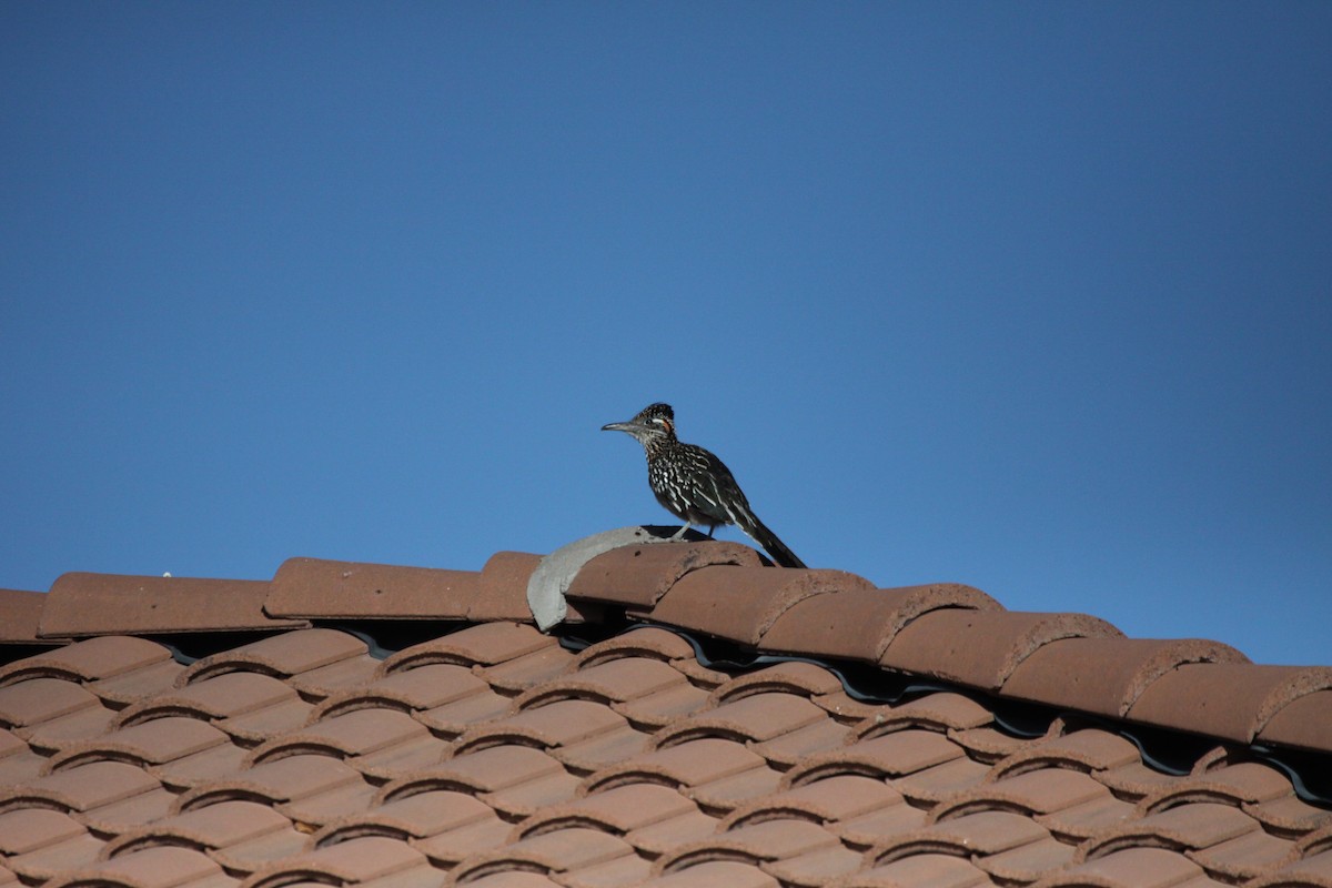 Greater Roadrunner - Guy David